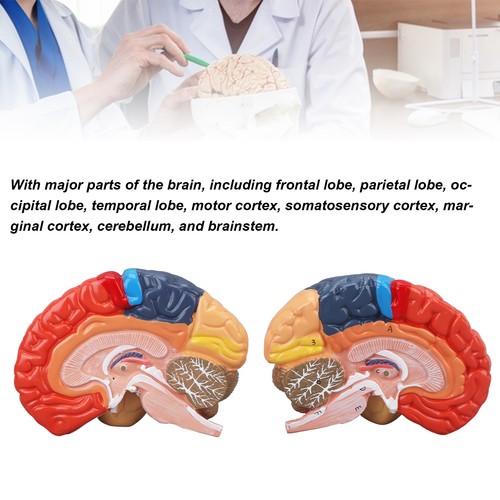 Anatomical brain assembled - anatomical,