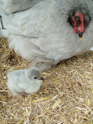 Pekin bantam collection - pekin,