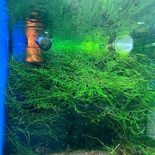 Pest-Free Homegrown Live Java