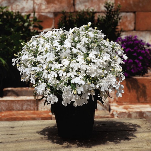 Trailing lobelia riviera - trailing,