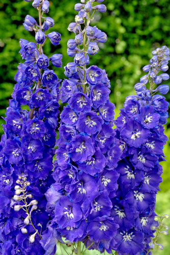Delphinium king arthur - king,