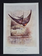 Antique 1910 print - Swallow - Birds - Ornithology - George Rankin
