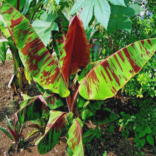Banana hardy rustic tiger - banana,