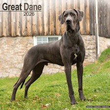 Great Dane 2026 Calendar | Dog Breed Gift Wall 15% OFF MULTI ORDERS