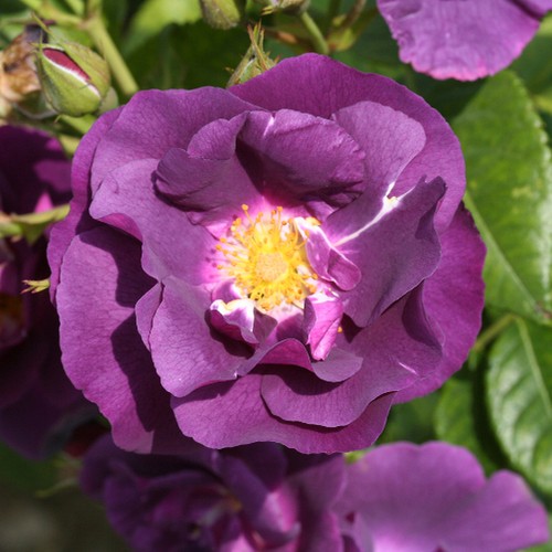 Shrub garden rose rhapsody - garden,
