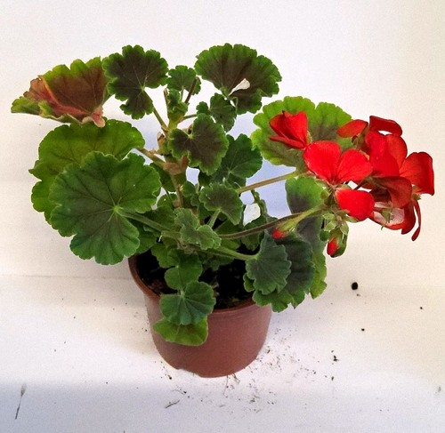Geranium potted - geranium,