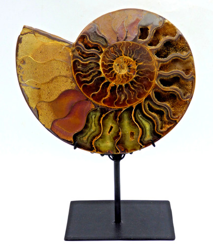 Cretaceous cleoniceras - cretaceous,