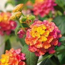 Lantana calippo plug plants