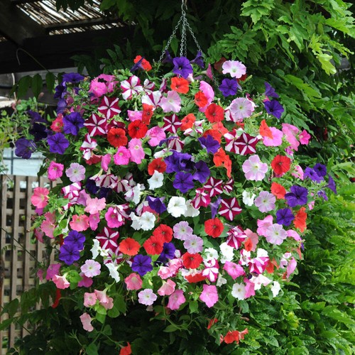 Petunia easy wave mix 20 - petunia,