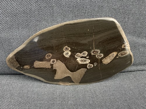 Polished ichthyosaur vertebrae - polished,