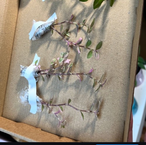 Tradescantia rooted - x,
