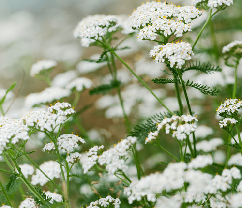 15 or 24 achillea - 10,,