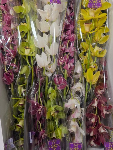 Farm fresh orchid cymbidium - farm, orchid/cymbidium