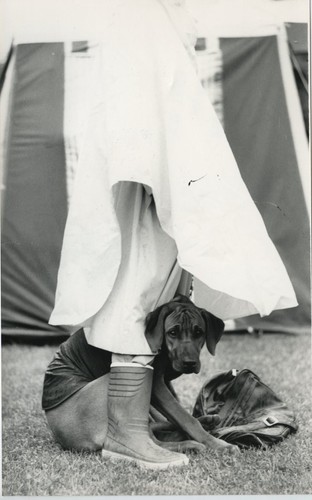 Rhodesian ridgeback puppy - ridgeback, dog