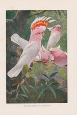 Major Mitchell's Cockatoo