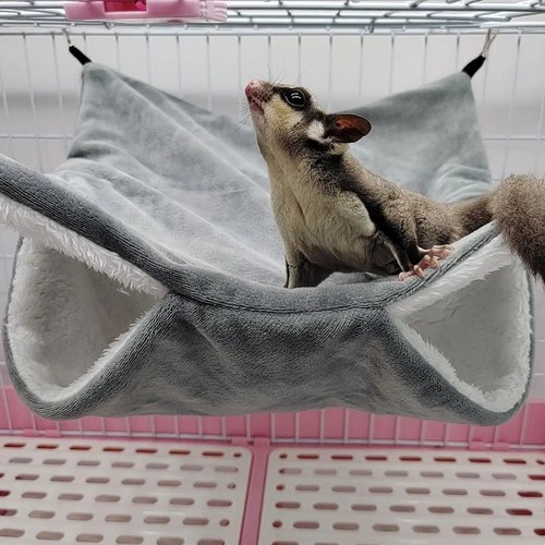 Pet ferret rat squirrel - ferret,