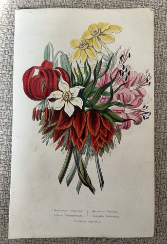 Hardy bulbs amaryllis daffodil - bulbs,