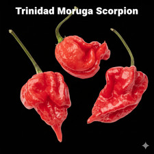 🌶 TRINIDAD  MORUGA SCORPION