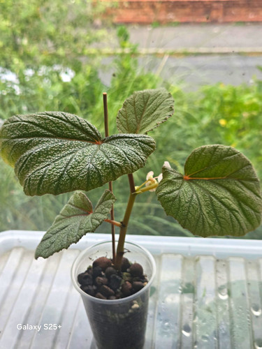 Begonia sinbad easy care