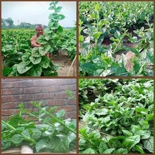 Malabar Spinach (New Green
