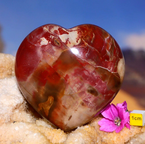 Superb petrified wood polished - petrified,