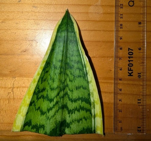 Snake plant sansevieria - plant,