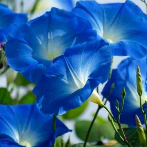 Morning glory plug plants