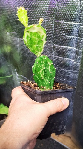 Variegated prickly pear - prickly,