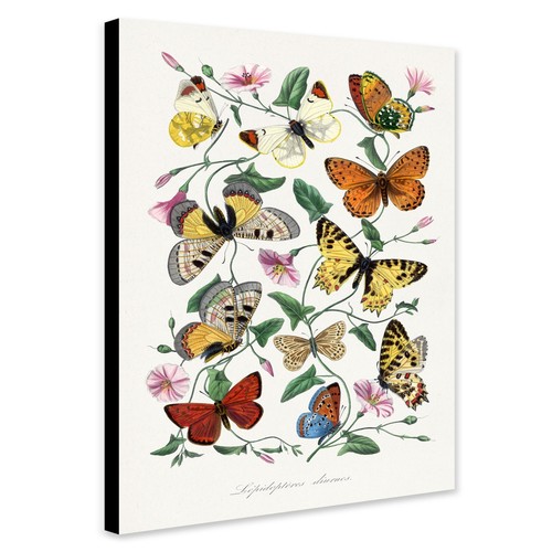 Butterfly moth by paul - moth,