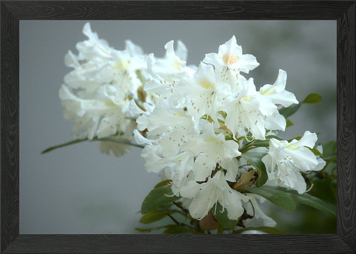 White rhododendron blossom - white,