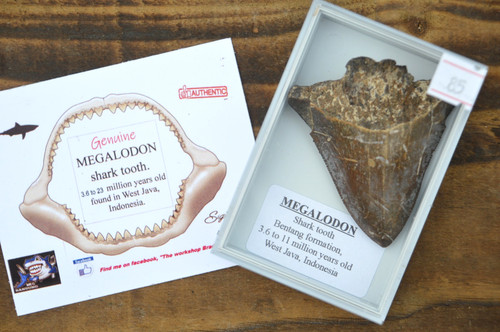 Wow genuine megalodon shark - genuine,