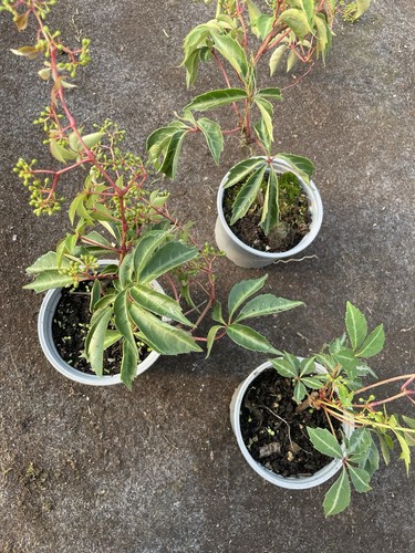 Parthenocissus henryana - , |