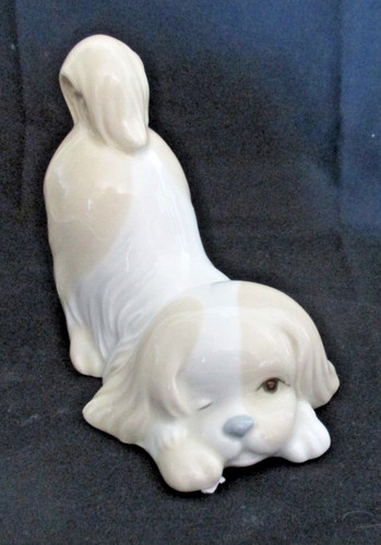 Cavalier king charles spaniel - charles,