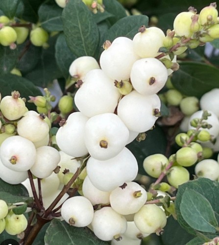 Symphoricarpos magical galaxy - symphoricarpos,