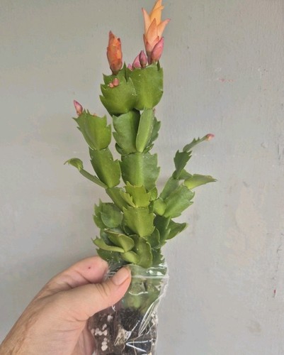 Christmas cactus orange - cactus,