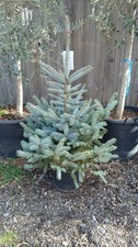 Picea pungens super blue - picea, blue'