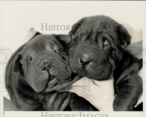 1984 press photo pair of - 1984,