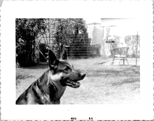 Sweet german shepherd dog - sweet,