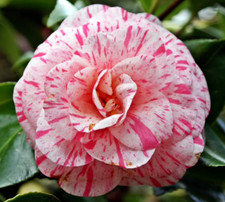 Camellia Japonica William