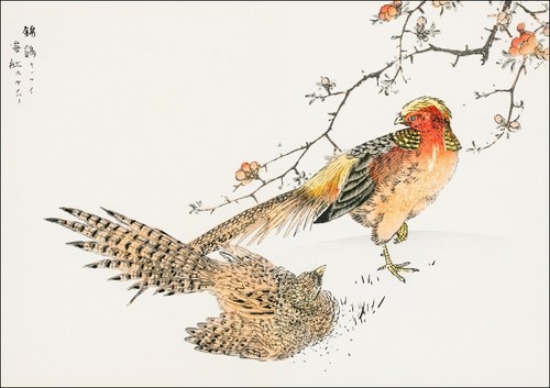 Numata kashu golden - golden, pheasant