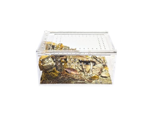 Herpcult acrylic reptile - herpcult,