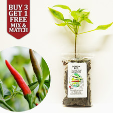Demon Red - Dwarf Chilli