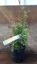 Thuja occidentalis 'Stolwijk'