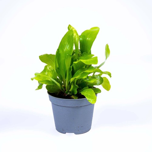 Asplenium nidus birds - birds, nest
