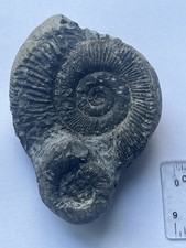 DOUBLE Ammonite Fossil