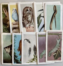 PETS - Horniman's Tea Cards -