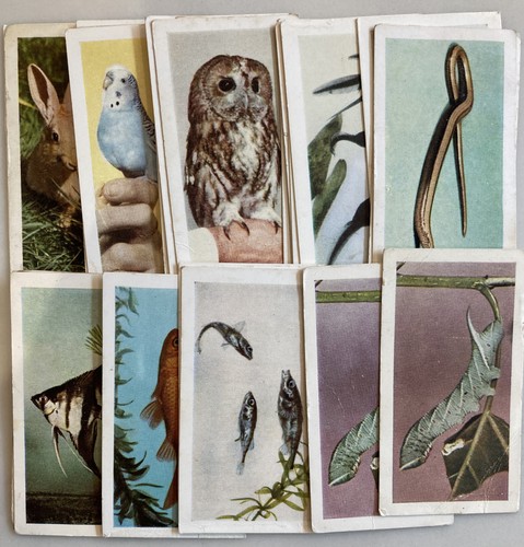 Pets horniman tea - -,