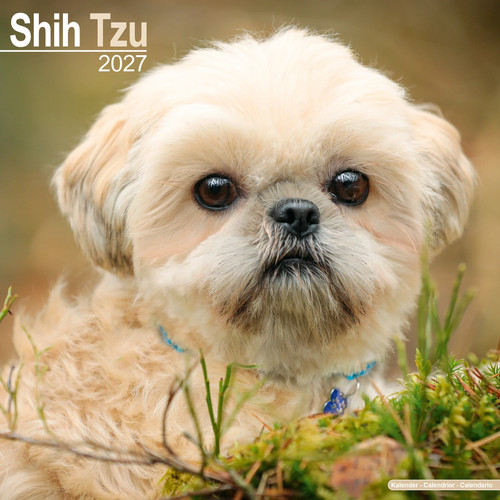 Shih tzu 2027 calendar dog - shih, |