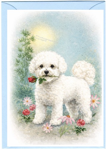Bichon frise dog - dog, (4"x