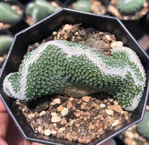 Sale 7cm plant strombocactus - sale,